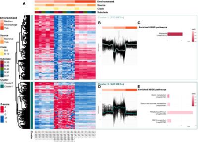 Functional characterization of Francisella tularensis subspecies holarctica genotypes during tick cell and macrophage infections using a proteogenomic approach
